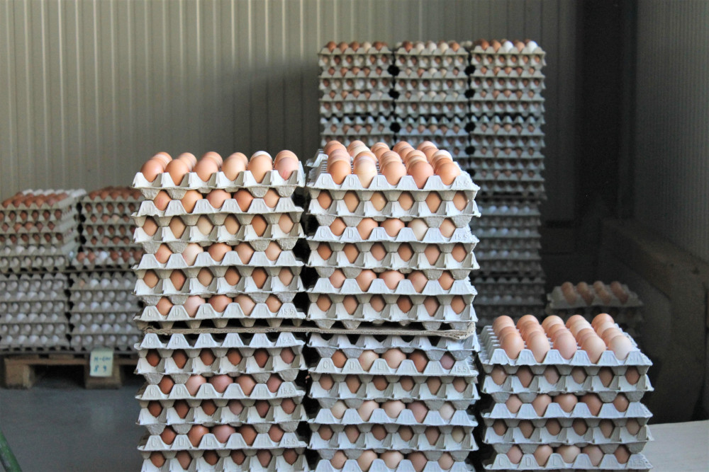 Eierverkauf Landwirtschaft